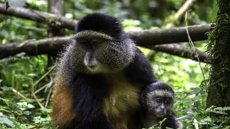 golden monkeys
