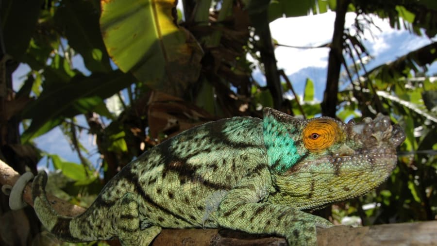 The largest chameleon
