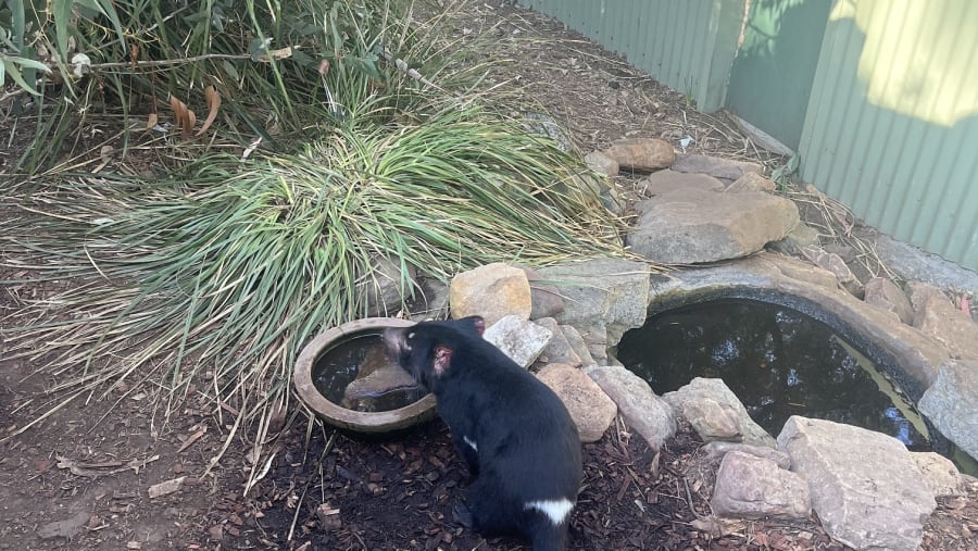Tasmanian devil