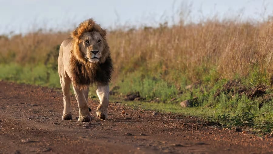 African Lion