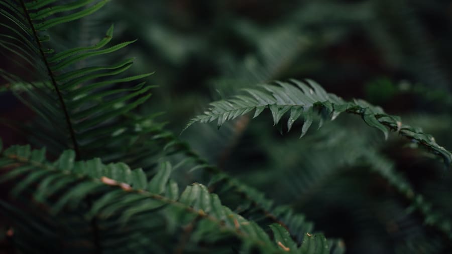 Ferns in the rainforest