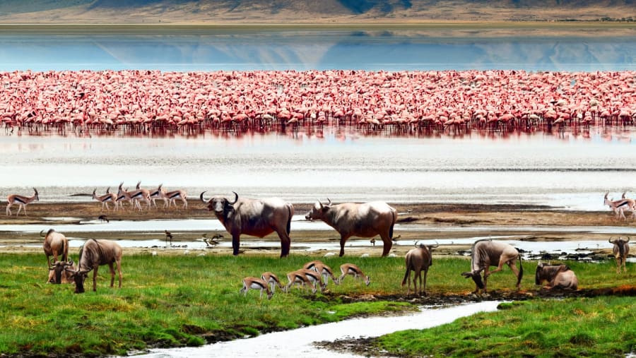 Wildlife at Tarangire National Park