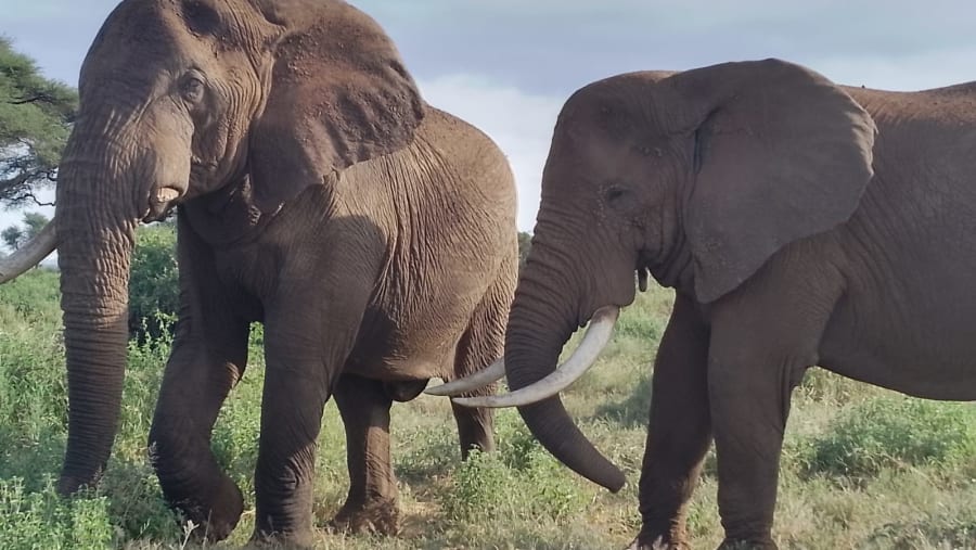African bush elephants