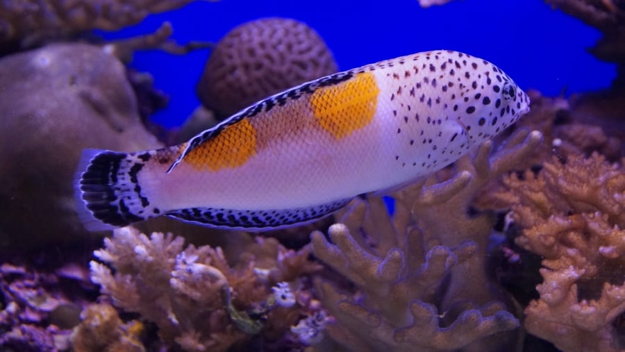 Fish in Eilat's Aquarium