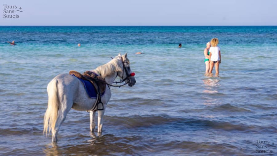 Djerba Horse-Riding