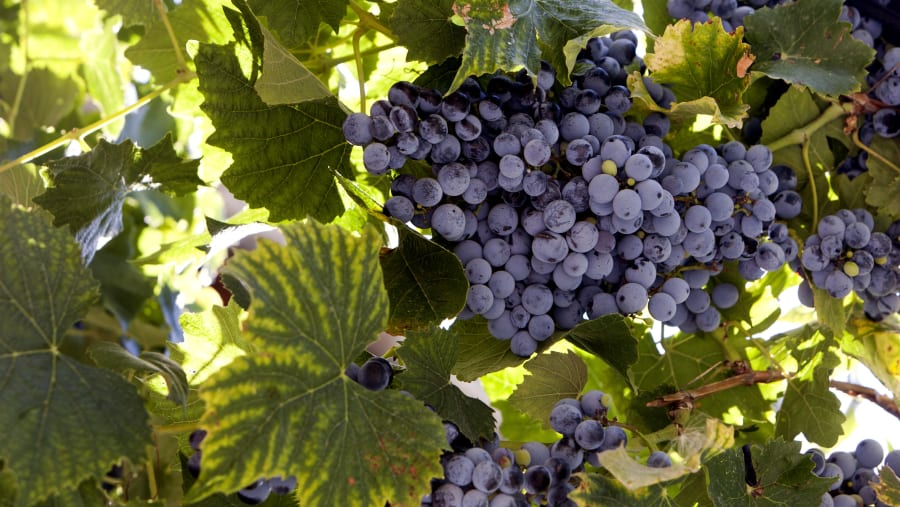 Grapes in Vineyard of Melnik Chateau