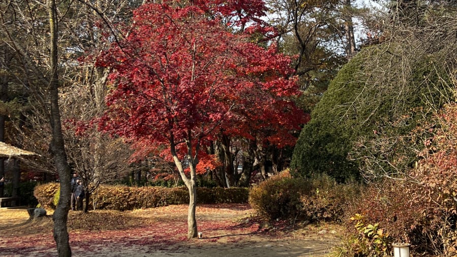 Nami Island & Garden of Morning Calm
