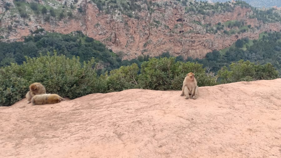 Spot Monkeys at Ouzoud Falls