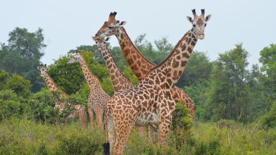 Tanzania Safari