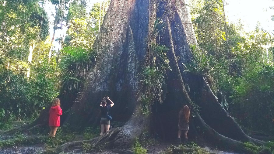 Ceiba Pentandra