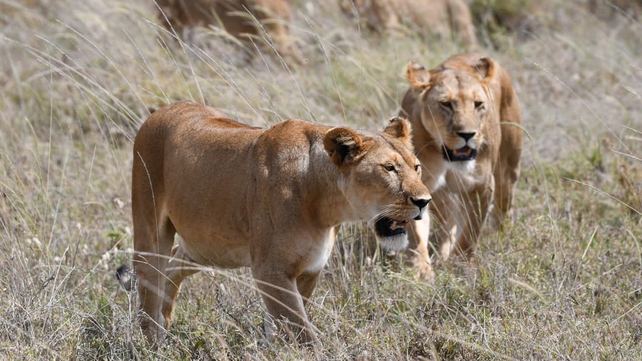 lions