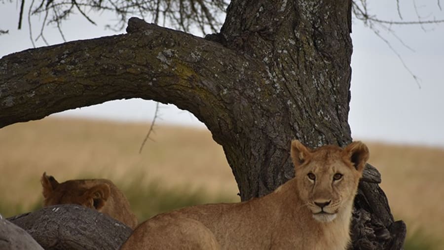 Lionesses at Tarangire National Park