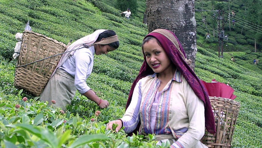 Women plucking tea leaves in a Darjeeling tea estate