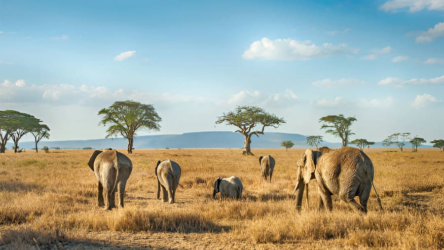 Bush Elephant