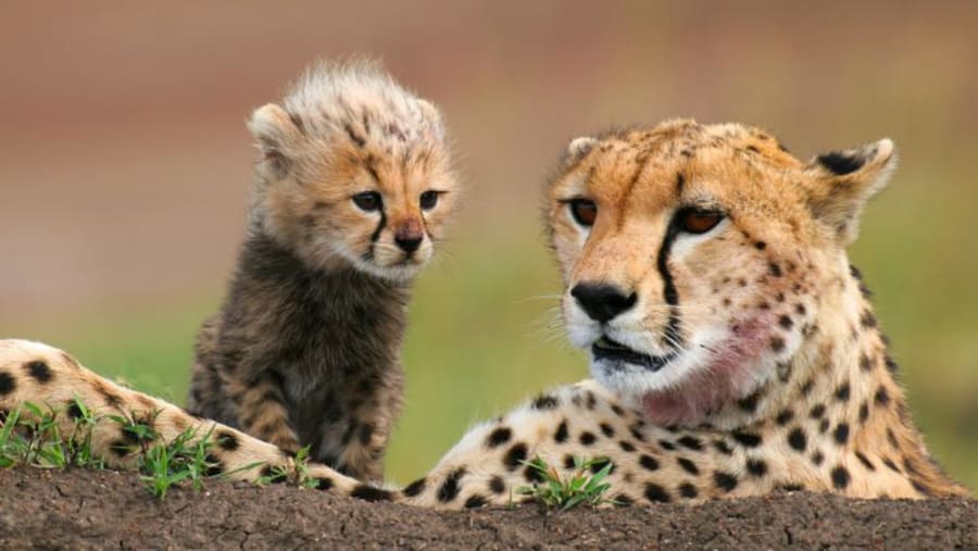 Cheetahs at Masai Mara