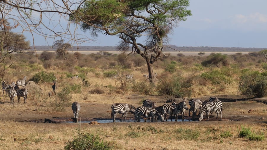 Zebras having a drink right outside Tarangire Simba Lodge
