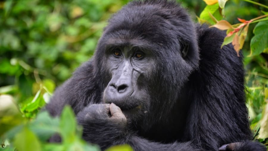 Gorilla Trekking in Bwindi