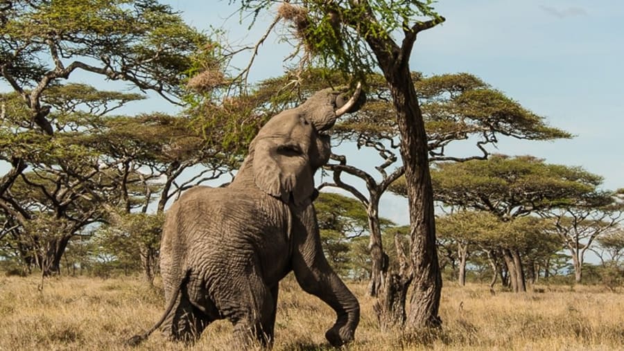 tarangire