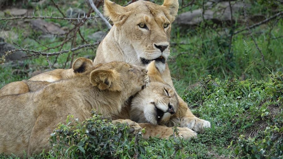 Wildlife Experience