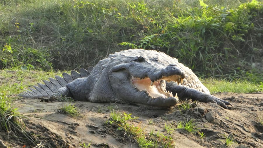 Diverse wildlife of the Chitwan National Park