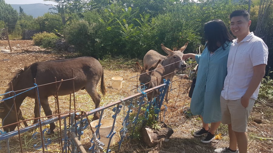 Meet donkeys at the local farms