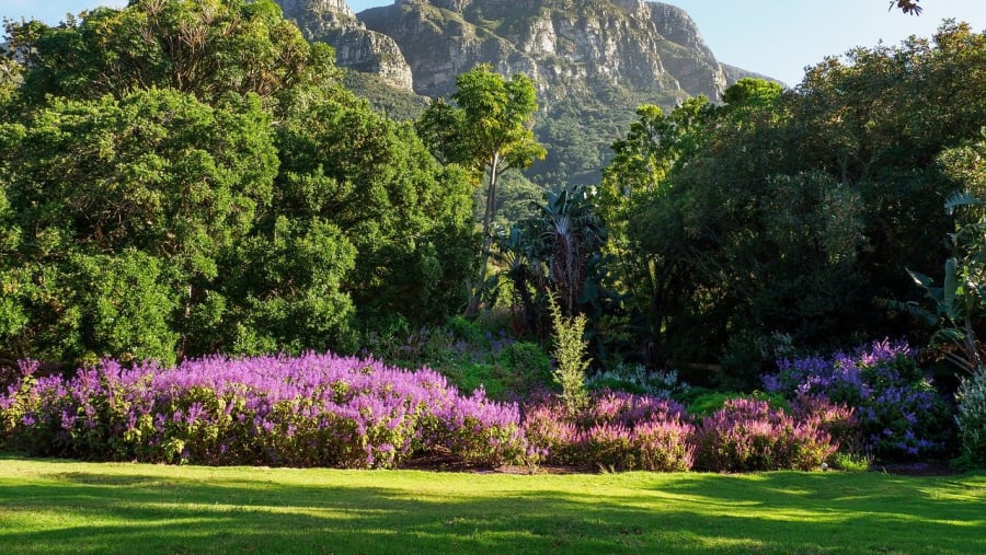 Kirstenbosch Gardens, Cape Town