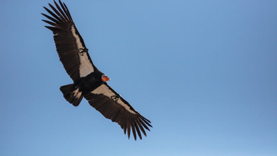 Spot the Condor, the largest flying land bird in the western hemisphere