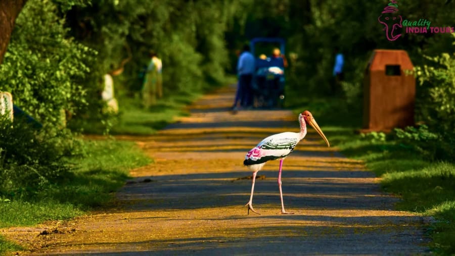 Keoladeo National Park / Bharatpur Bird Sanctuary