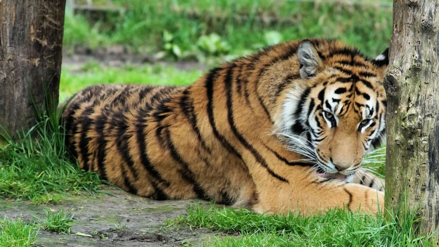 Royal Bengal Tiger