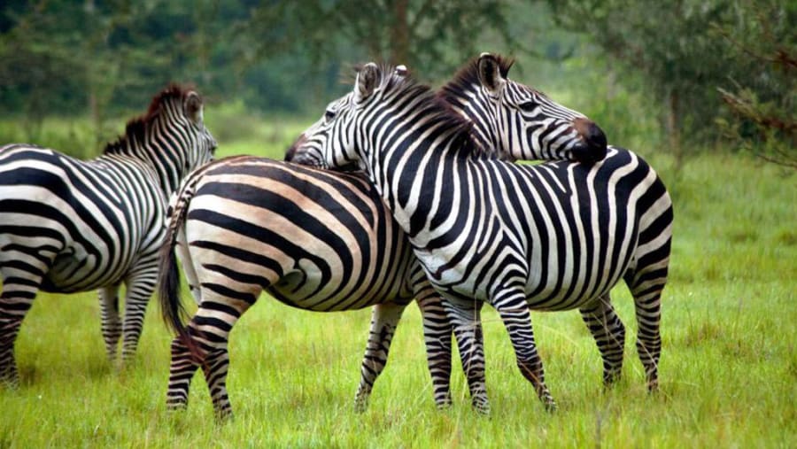 Zebras