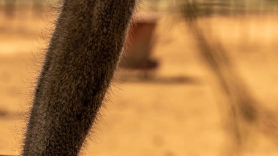 Meet the ostriches at Outdshoon, South Africa