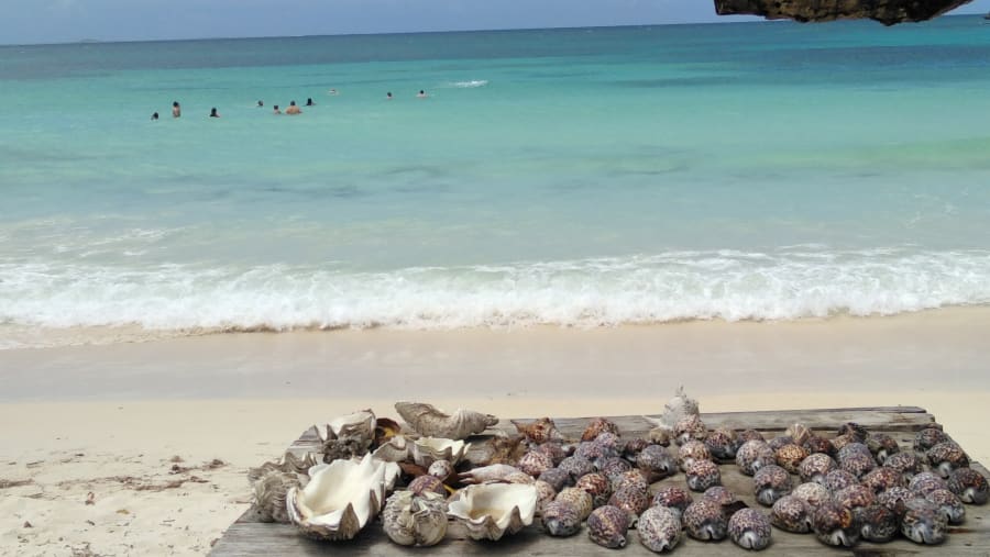 Witness the marine life