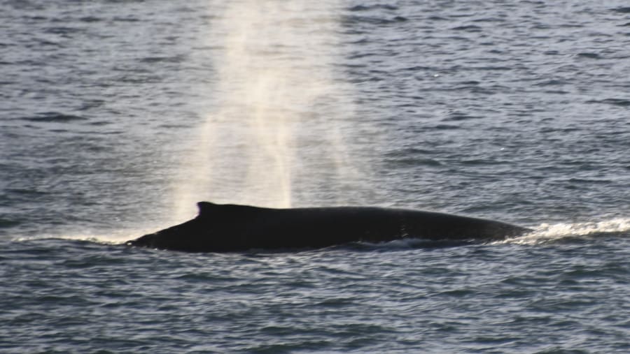 Humpback whale breath
