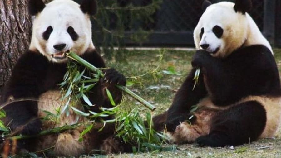 Pandas in Taman Safari