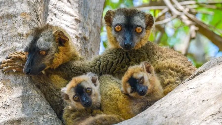 Brown lemur