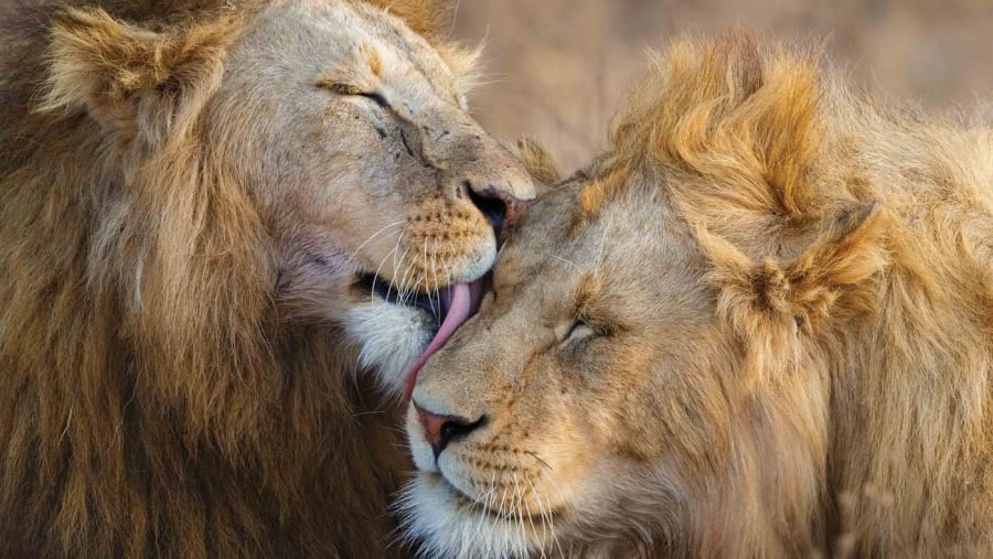 Lions in the wild