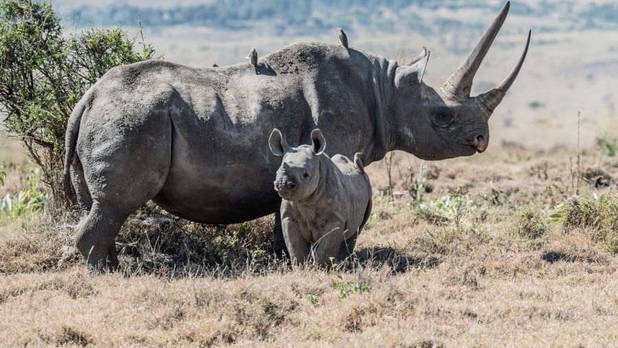 Rhinos