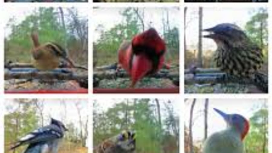 Bird watching in nepal