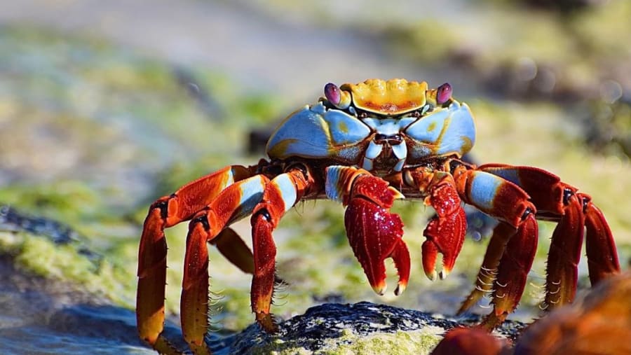 Sally lightfoot crab