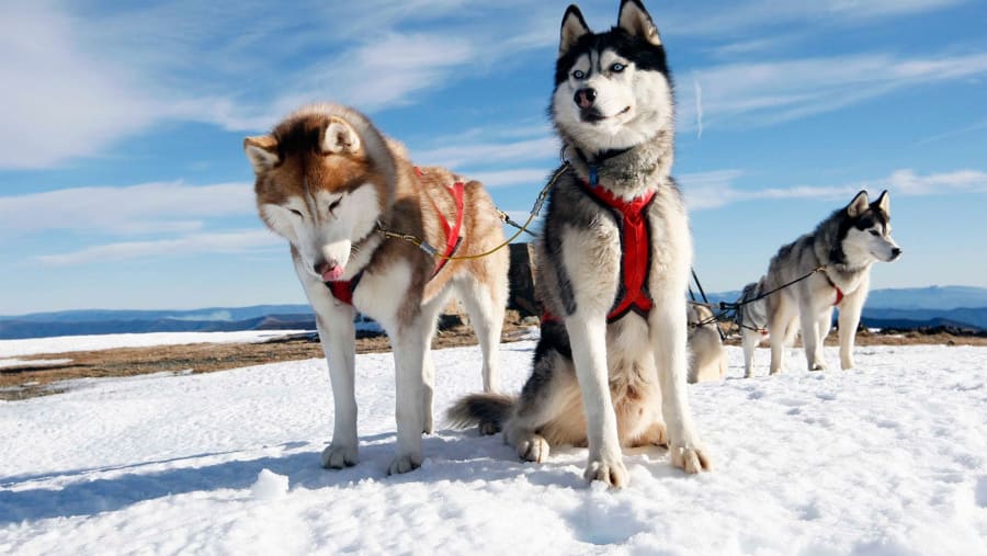 Husky Sledding In Finland