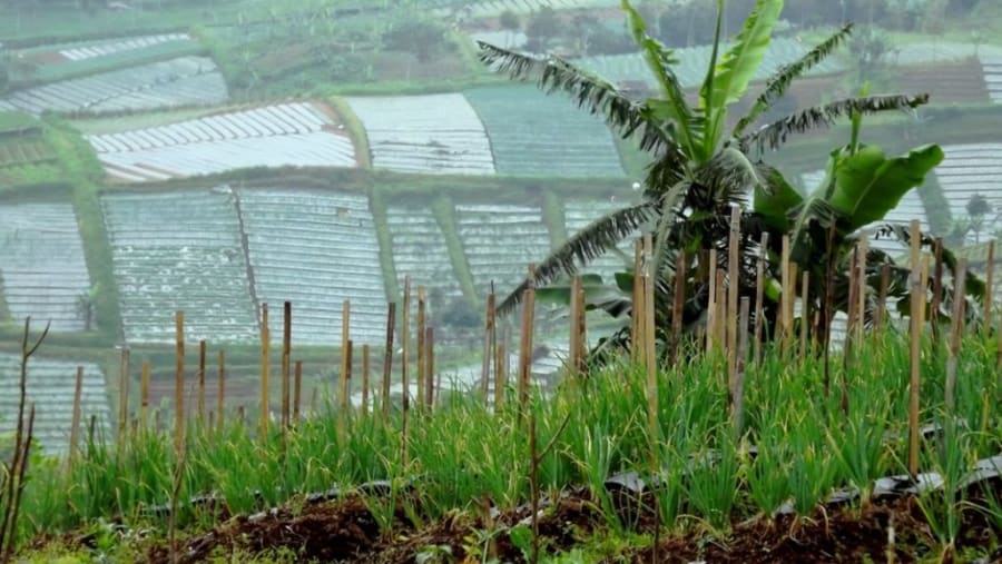 Tea plantation