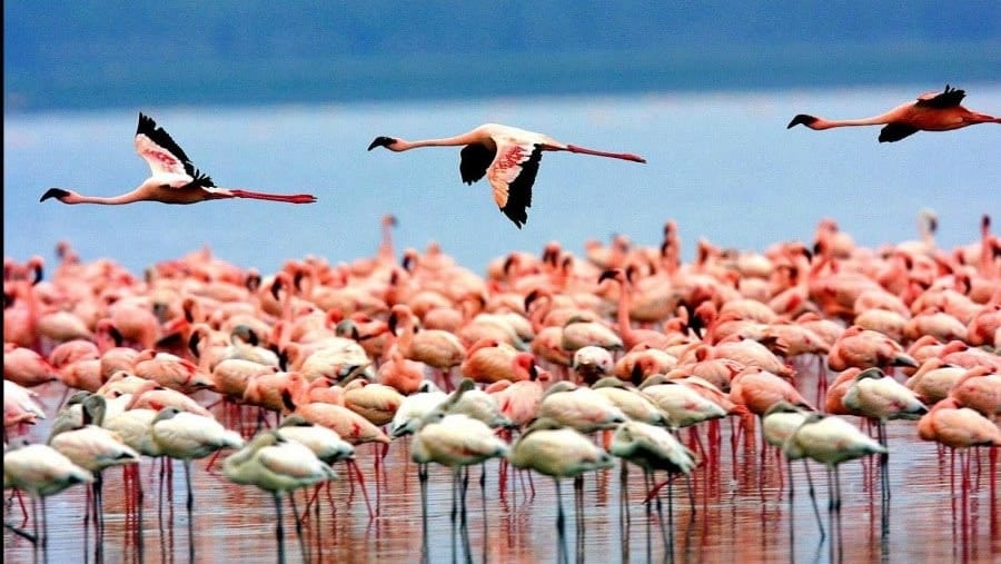 Lake Manyara National Park