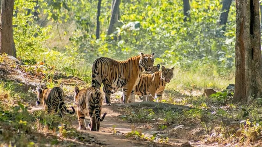 Bengal Tigers