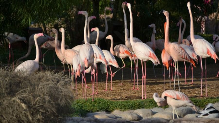 Cranes at the Al Areen Wildlife Park & Reserve