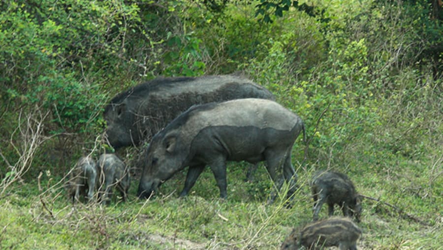 Yala National Park