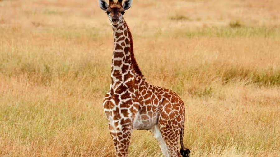 Masai Giraffe