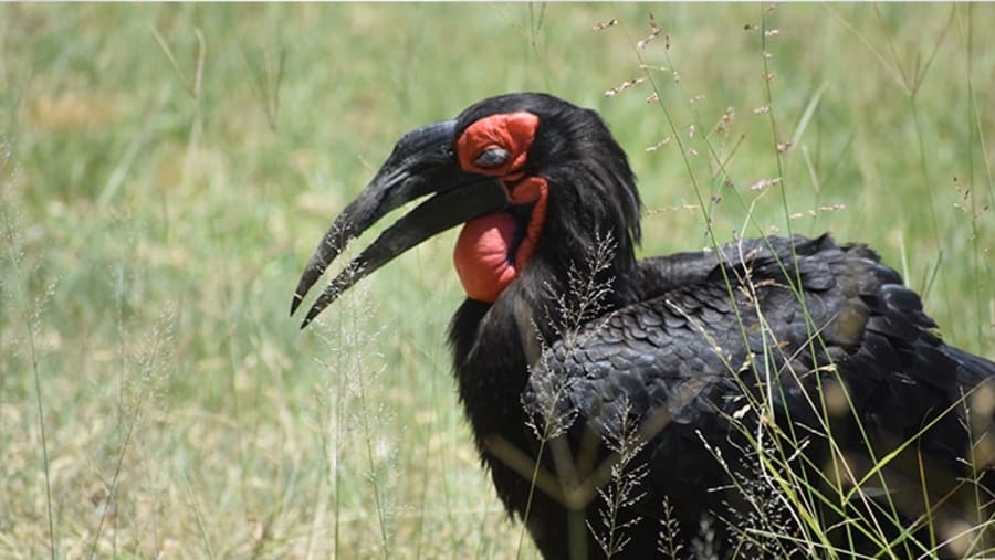 Hornbill at Tarangire National Park