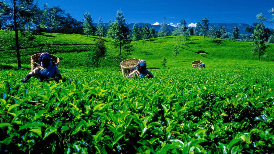 Tea plantation workers picking tea leaves