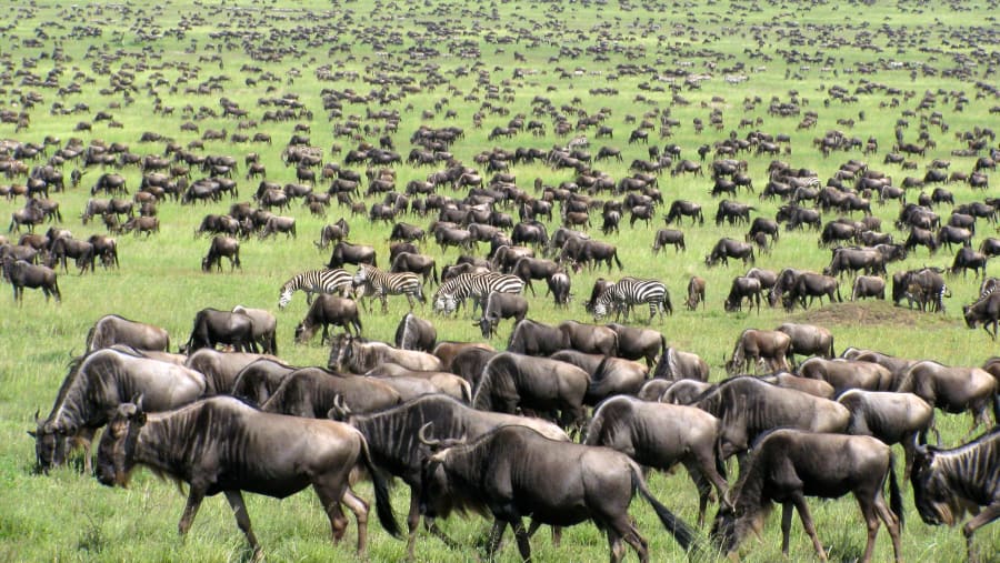 Wildbeest & Zebra Migration at Masai Mara