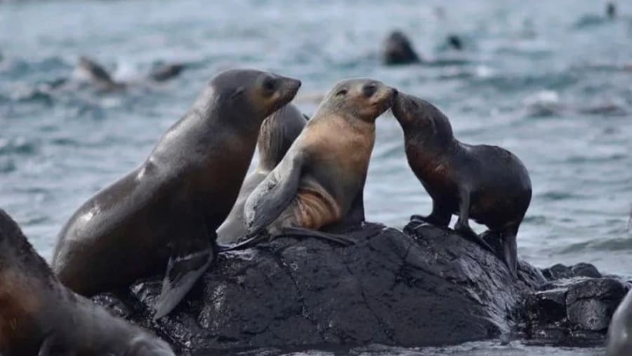 Steller sea lions